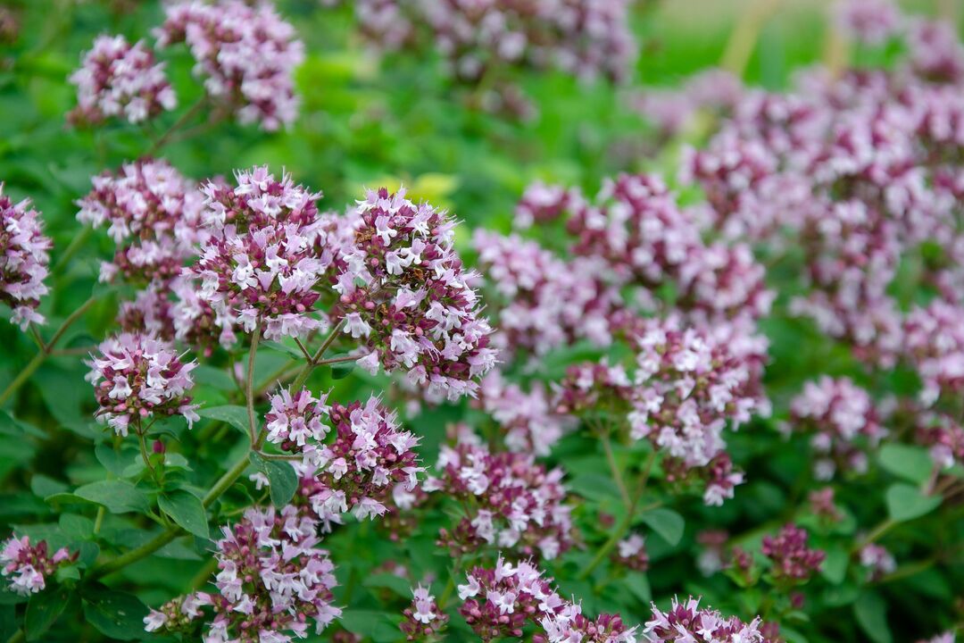 oregano rastlina na liečbu kandidózy